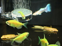 瘋狂水草清潔魚(yú)活體魚(yú)缸除藻工具魚(yú)清道夫黑殼蝦同款淡水觀(guān)賞魚(yú)耐活 【清潔高手】黃金大帆2條 曬單實(shí)拍圖
