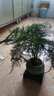文竹+陶瓷盆  盆栽植物室內(nèi)客廳盆景辦公室懶人好養(yǎng)綠植創(chuàng)意擺件 文竹+綠色冰裂盆+高腳方底座 帶盆栽好 曬單實(shí)拍圖