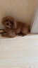 皇家狗糧 成犬狗糧 犬糧 通用犬型 CC 通用糧 ≥12月 3KG 曬單實拍圖
