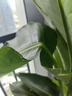 天堂鳥大型綠植盆栽 天堂鳥1.4-1.5米【梯形樹脂盆】 曬單實拍圖