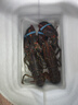 漁傳播 鮮活波士頓龍蝦 500-550g/只 2只裝 生鮮海鮮蝦類(lèi) 中秋 源頭直發(fā) 曬單實(shí)拍圖
