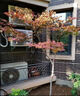 日本紅楓樹(shù)苗四季紅室外耐寒紅舞姬盆景盆栽大樹(shù)綠植庭院綠化植物 紅楓3公分粗帶土球 曬單實(shí)拍圖