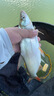 川澤VB鮮嫩玉米粒釣魚(yú)餌料五谷掛鉤顆粒釣餌野釣打窩草魚(yú)翹嘴大物餌料 [打窩玉米]桶裝更實(shí)惠-五斤裝 曬單實(shí)拍圖
