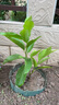 白蘭花盆栽帶花苞矮樁白蘭花大樹(shù)苗濃香黃角蘭室內庭院白玉蘭樹(shù)苗 【精品AAA級-白蘭小苗】50cm高 曬單實(shí)拍圖