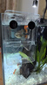 吉品鴻魚飼料豐年蝦卵脫殼幼魚苗開口魚糧小型燈科魚斗魚通用魚食100克 曬單實拍圖