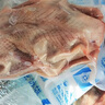 京覓 飛翔鴿系列乳鴿凈重900g（300g*3只）京東養殖基地乳鴿煲湯食材 曬單實(shí)拍圖