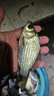 小早川夜光漂日本進(jìn)口魚(yú)漂日夜兩用電子浮漂靈敏鯽魚(yú)漂 2號吃鉛【1.5g】 曬單實(shí)拍圖