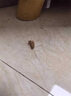 ZYUO日本除螨噴霧床上用品免洗免曬抑菌去螨蟲(chóng)家用學(xué)生宿舍孕婦嬰兒用 1瓶除螨噴霧500ml 曬單實(shí)拍圖