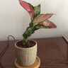 八芽如意盆栽吉利紅室內好養花卉小綠植辦公桌面植物盆景源頭直發(fā)包郵 迷你吉利紅-星徽盆-竹底托 帶陶瓷盆栽好 曬單實(shí)拍圖