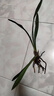 特級(jí)濃香型企黑蘭花國(guó)蘭客廳四季好養(yǎng)盆栽綠植物國(guó)花高端送禮物 高度40cm冠幅15cm特級(jí)精品蘭花 1苗裸根發(fā)貨 曬單實(shí)拍圖