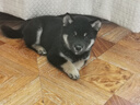 HELLOJOY狗狗零食寵物泰迪金毛幼犬成犬訓(xùn)練獎(jiǎng)勵(lì) 營養(yǎng)牛肉粒2.7斤 曬單實(shí)拍圖