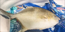 【順豐包郵】新鮮特大金鯧魚(yú)鮮活冷凍海魚(yú)金昌魚(yú)平魚(yú)白鯧海魚(yú)冰鮮 1條裝【每條0.8-1斤】 曬單實(shí)拍圖