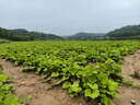 HKC 24.5英寸IPS高清屏幕100Hz愛(ài)眼低藍(lán)光99%sRGB廣色域不閃屏可壁掛電腦辦公電競(jìng)游戲顯示器V2511 曬單實(shí)拍圖