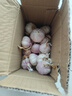 紫白皮蒜水果大蒜超市即食生鮮蔬菜大蒜 特價(jià)5頭 100g 單果3.5-5cm 曬單實(shí)拍圖
