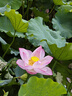 九陽（Joyoung）炒鍋不粘鍋炒菜鍋輕油少煙煎鍋爐灶通用30cm 曬單實拍圖