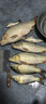 創(chuàng  )威凌天三代釣魚(yú)竿手竿碳纖維魚(yú)竿京東自營(yíng)旗艦店漁具 5.4m 全能 曬單實(shí)拍圖