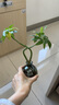 八芽發(fā)財樹(shù)小盆栽花卉水培植物客廳桌面綠植室內四季招財樹(shù)辦公室好養 雙桿發(fā)財樹(shù)-小藍瓶-含密胺托 含盆 曬單實(shí)拍圖