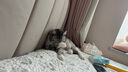 babycare嬰兒手口濕巾加厚擦臉濕紙巾小包便攜出行3150綠蓋濕巾20抽*5包 曬單實(shí)拍圖