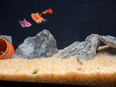 當(dāng)貝智能生態(tài)魚缸1Ultra 一體缸自循環(huán)雙過濾AI托養(yǎng)懶人家用桌面魚缸 曬單實(shí)拍圖