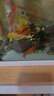 錦鯉魚(yú)活體觀(guān)賞魚(yú)活魚(yú)小型易養冷水淡水魚(yú)小魚(yú)苗錦鯉金魚(yú)好看錦鯉 8-10cm 六色錦鯉套餐6條 曬單實(shí)拍圖