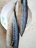 探海日志冷凍挪威青花魚(yú)片凈重2斤小袋包裝進(jìn)口冷凍鯖魚(yú)日料烤魚(yú)海鮮生鮮 曬單實(shí)拍圖