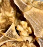 邊塞風(fēng)寧夏鹽池灘羊肉羔羊蝎子 凈重2斤 原切冷凍羊蝎火鍋食材寧夏地標(biāo) 曬單實(shí)拍圖