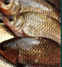 微山湖野生鯽魚(yú)土漁民捕撈活魚(yú)現殺凈膛滋補燉湯400g/袋 中號【4-6條/400g】400g*3袋 曬單實(shí)拍圖