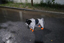 米聆狗狗雨衣中大型犬寵物外出雨衣泰迪柴犬柯基金毛遛狗防水護肚雨披 白色包邊【升級環(huán)保加厚】 3XL（19-25斤) 曬單實(shí)拍圖
