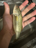 國王路亞餌飛蠅鉤瓜子亮片套裝綁好假餌套裝白條馬口青稍 16號(hào)套裝  曬單實(shí)拍圖
