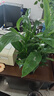 白掌一帆風(fēng)順盆栽植物室內(nèi)花卉綠植水養(yǎng)四季開花新手好養(yǎng)活 白掌1盆（繁星盆） 曬單實(shí)拍圖