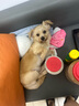 皇家狗糧 成犬狗糧 犬糧 寵物小型犬 PR27 全價(jià)犬糧≥10月2KG 曬單實(shí)拍圖