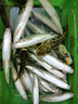 川澤一體成型夜光漂咬鉤變色高靈敏鯽魚漂醒目浮漂鰱鳙大物電子夜釣漂 升級款PL5-2(主攻鯽鯉)吃鉛2.0g 咬鉤變色款 曬單實拍圖