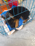 咯咪純種德牧幼犬狗狗活體弓背犬寵物狗幼崽德國牧羊犬黑背狼狗大型犬 公 曬單實(shí)拍圖