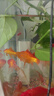 森森（SUNSUN）魚(yú)缸過(guò)濾器凈水循環(huán)三合一內(nèi)置小型水族箱過(guò)濾系統(tǒng)XQP-1500F 23W 曬單實(shí)拍圖