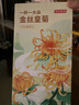 京東京造金絲皇菊30大朵【京東自營】安徽黃山菊花茶一杯一朵獨立包裝 曬單實拍圖
