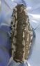 京東京造大連冷凍即食海參1000g 16-20只 固形物不低于75% 遼刺參 曬單實(shí)拍圖