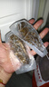 遼參大連有機(jī)冷凍海參2斤26-30只非即食京東自營(yíng)禮盒裝獨(dú)立包裝正品 曬單實(shí)拍圖