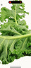 綠源禾心有機羽衣甘藍新鮮現(xiàn)摘輕食材kale健身西餐沙拉時令健康無農(nóng)殘蔬菜 兩斤 曬單實拍圖