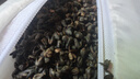 紅豆家紡（HOdoHome）蕎麥枕頭男硬單個(gè)大人全蕎麥殼枕芯帶全棉枕套純蕎麥皮頸椎枕家用 韓式砂洗灰色48*26cm/約3.5斤HL 【可拆枕套+蕎麥枕芯】1只裝 曬單實(shí)拍圖