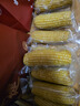 京鮮生東北黃糯玉米棒200g×8根 甜黏玉米 多種包裝隨機(jī)發(fā)貨 源頭直發(fā) 曬單實(shí)拍圖