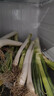 佳農(nóng) 正宗山東安丘鐵桿大蔥 凈重5斤 新鮮蔬菜 地標(biāo)特產(chǎn) 源頭直發(fā) 曬單實(shí)拍圖