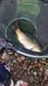 沾麻團顆粒腥香麻團顆粒鯉魚(yú)草魚(yú)顆粒沾麻團顆粒偷驢回鍋魚(yú)顆粒 1瓶【黑坑專(zhuān)用餌】一聞就來(lái) 曬單實(shí)拍圖