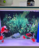 森森小魚(yú)缸LED燈管桌面水族箱原裝燈HR230JR230HJR380藍白燈彩燈 JR-800彩燈帶4個(gè)螺絲40cm孔距 曬單實(shí)拍圖