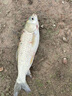 劉志強餌料釣魚魚餌全能香魚餌料野釣鯽魚專用鯉魚釣魚餌料 曬單實拍圖