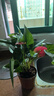 大號紅掌高30-40cm 鴻運當頭室內花盆栽客廳辦公室開(kāi)花類(lèi)四季好養 【透明吸水盆】高約35起 2盆 30-40cm 曬單實(shí)拍圖