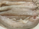 昌鮮園舟山特產(chǎn)龍頭魚(yú)野生豆腐魚(yú)鮮活冷凍海鮮批發(fā)水產(chǎn)九肚魚(yú)海捕龍頭魚(yú) 1500g 曬單實(shí)拍圖