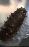 ?？诰哟筮B即食海參2斤 28-32只 京東自營滋補高性價比遼參中秋送禮禮盒 曬單實拍圖