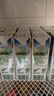 紐麥福(Meadow Fresh) 新西蘭進(jìn)口 脫脂高鈣純牛奶 200ml*30 200mL*30盒 曬單實(shí)拍圖