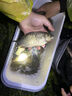 民間藝人咬鉤變色夜光漂日夜兩用電子漂高靈敏醒目魚(yú)漂大物黑坑夜釣浮漂 HK00長(cháng)58CM吃鉛2.27日夜兩用變色 曬單實(shí)拍圖