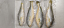 漁吻深海特大黃花魚(yú)新鮮海捕冰鮮大黃魚(yú)2斤一條海鮮魚(yú)類(lèi) 【4條】大黃花魚(yú)500g/條 曬單實(shí)拍圖